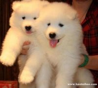 昆明卖萨摩耶昆明买萨摩耶昆明狗场常年出售纯种萨摩耶