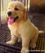 昆明卖金毛昆明买金毛昆明狗场常年出售纯种金毛