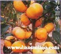 柿子苗1---5公分柿子树 桃树 杏树 苹果树