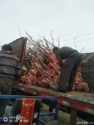 占地杏树价格--8公分9公分杏树多少钱一颗