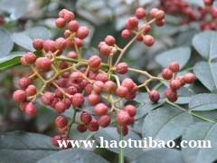 花椒苗出售 1--2年花椒苗 无刺花椒苗