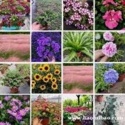 带花卉植物盆栽 混色系室内外美观花卉摆件