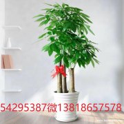 长宁区北新泾绿植花卉北新泾盆栽花卉植物租赁植物租摆