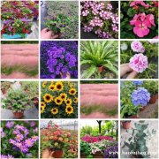 百万小玲舞春花植物 带花卉植物盆栽