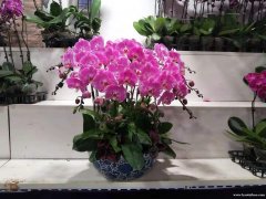 北京花卉租摆公司