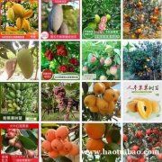 培育种植销售特色果苗 优良盆栽和园林绿化苗