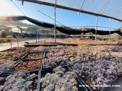 深圳周边小编推荐非常不错的农家乐九龙生态园