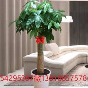 静安区绿植花卉植物租摆租赁静安区花卉绿植租赁租摆室内养护