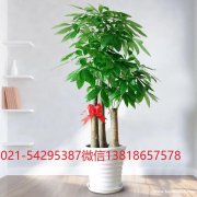 北新泾长宁区北新泾绿植花卉植物租赁植物租赁植物租摆