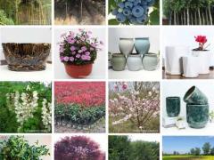 绿化工程用苗 园艺用品 多肉植物