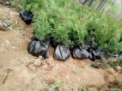 侧柏苗出售 山西侧柏苗 占地侧柏苗直销