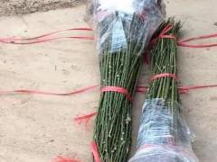 运城国槐苗出售今年国槐苗价格