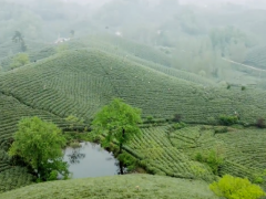 随时随地都能“吃茶”，持久清新口气