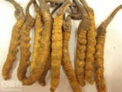 回收同仁堂冬虫夏草13811170345回收安宫牛黄丸收燕窝