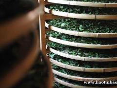 什么是茶叶发酵？