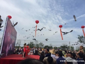 南京和平鸽放飞 南京鸽子放飞 南京信鸽放飞