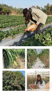 深圳坪山农家乐大学生野炊烧烤团建拓展一日游好去处