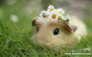 属鼠人今日运势如何呢 有什么需要注意的事项么