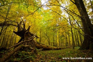 一分钟了解[冲刺][冲刺][冲刺]在波兰注册一家公司他的注册类型有哪些？