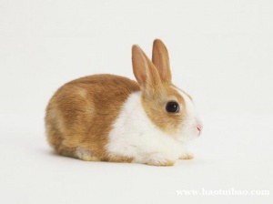 兔年取名最佳用字 适合兔宝宝的吉祥好名