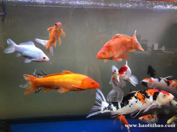 石家庄鱼缸上门清洗 石家庄鱼缸上门清洗