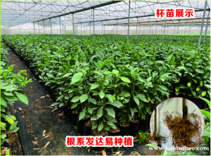 连州红宝石青柚果苗出售