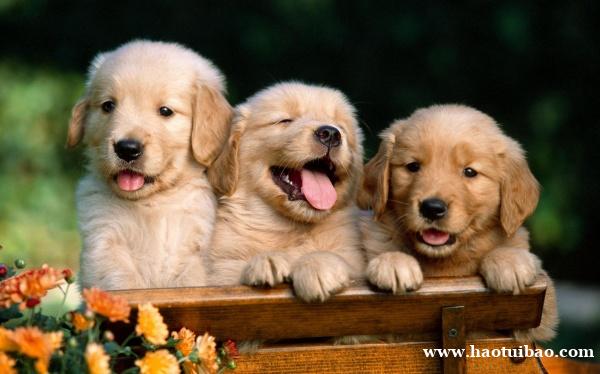 招财搞笑的宠物起名字大全 招财搞笑的宠物起名字大全