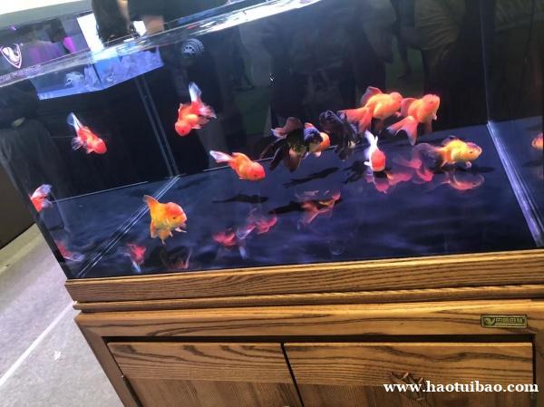 石家庄鱼缸清洗养护 石家庄鱼缸清洗养护