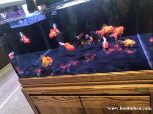 石家庄鱼缸清洗养护