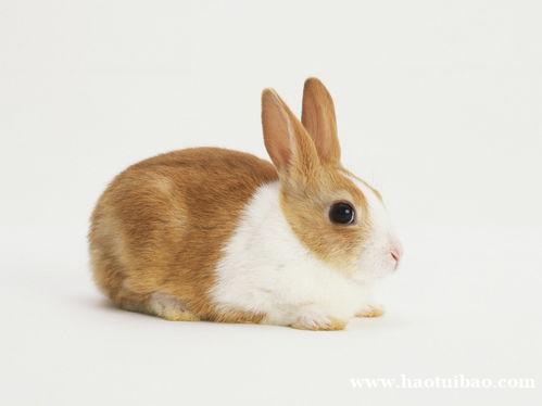 属兔人名字中若带这些字 可不得了 属兔人名字中若带这些字 可不得了