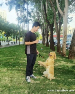 深圳市区训犬~宠之糖