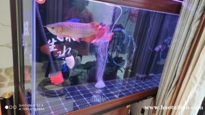 沧州运河区鱼缸清洗