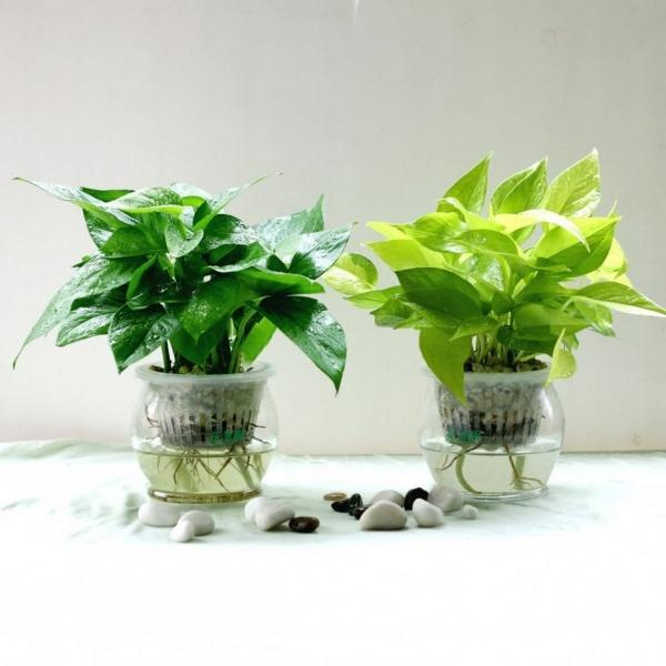 适合办公室摆放的小盆栽 悄悄给你带来好运 适合办公室摆放的小盆栽 悄悄给你带来好运