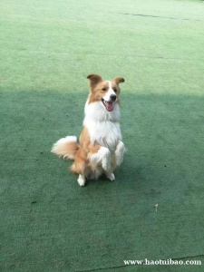 深圳市区训犬免费上门接狗子入学