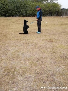 训犬师上门评测狗子入学