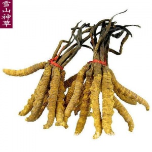 郑州市回收冬虫夏草 产地分布 品种分类 等级价格