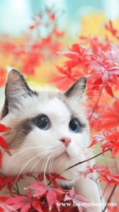 顺口的猫咪名字 越叫越上头