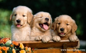 时尚大气的宠物名称 常见的名字有哪些