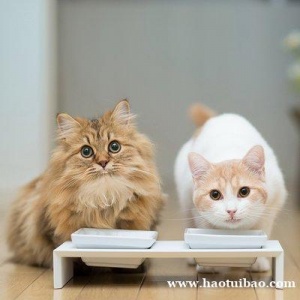 进口猫粮狗粮宠物零食食品清关注意事项