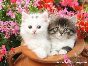 进口新西兰猫粮狗粮宠物零食食品上海清关的介绍