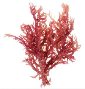 进口印尼印度尼西亚龙须菜石花菜天津进口清关流程