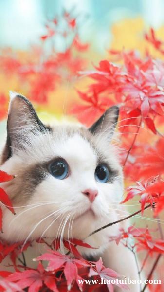 吉利又好听的猫咪名字 叫一下心都化了 吉利又好听的猫咪名字 叫一下心都化了