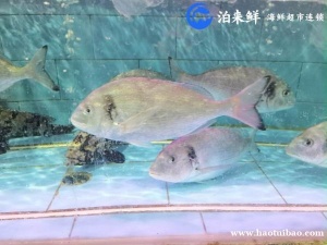 泊来鲜海鲜加盟店