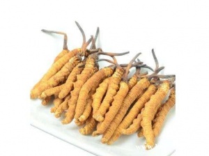 海口市冬虫夏草回收25克60克250克礼盒散装价格