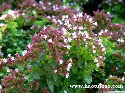 马郁兰墨角兰进口报关所需的批文及清关流程 马郁兰墨角兰进口报关所需的批文及清关流程