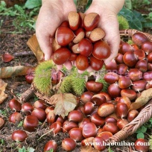 进口坚果食品板栗的上海港进口通关报关之旅
