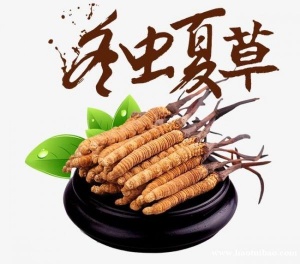 昆明市回收冬虫夏草-看产地-规格-干度-颜色按克量计价