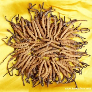 扬州市回收冬虫夏草-看产地-规格-干度-颜色按克量计价