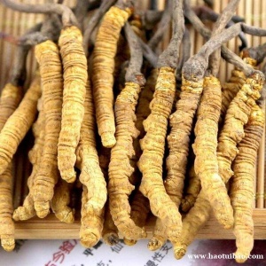 南京市回收冬虫夏草-计量两-市斤-公斤-量大定克价高