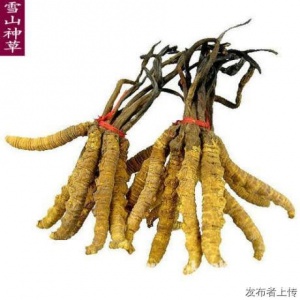 上门13699122227沈阳回收冬虫夏草海参燕窝东阿阿胶片仔癀安宫牛黄丸